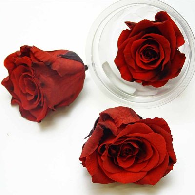 ROSE STABILISIERT Ø 6,0CM ROT