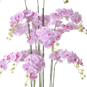 SEIDE ORCHIDEE IM TOPF H 152CM