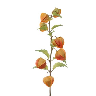 KUNST PHYSALIS ZWEIG L54CM