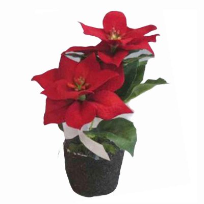 SEIDE POINSETTIE M.MOOSBALLEN