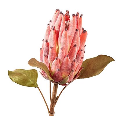 SEIDE PROTEA MIT BLATT