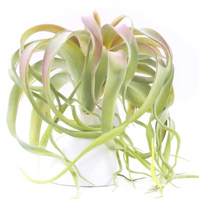 KUNST TILLANDSIA PICK L 30CM