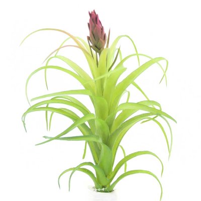 KUNST TILLANDSIA PICK MIT