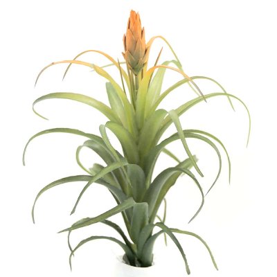 KUNST TILLANDSIA PICK MIT