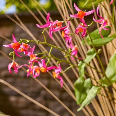 SEIDE EPIMEDIUM BLÜTENZWEIG