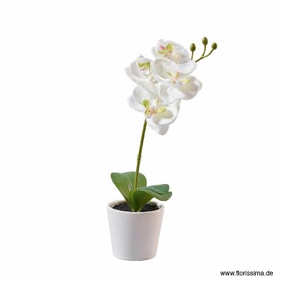 SEIDE ORCHIDEE IM TOPF L 30CM