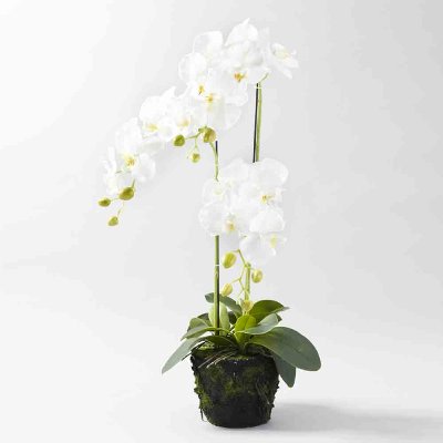 SEIDE ORCHIDEE M.ERDE H80CM