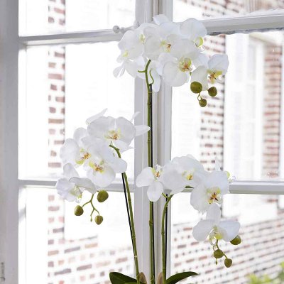 SEIDE ORCHIDEE M.ERDE H80CM