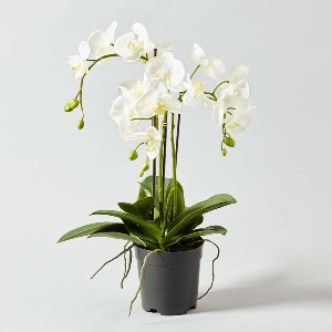 SEIDE ORCHIDEE WURZEL &