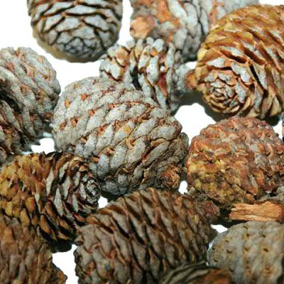 BIGPACK MURII CONES 1KG