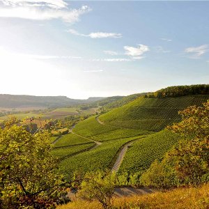 SONNENHOF WINZERSEKT ROSE