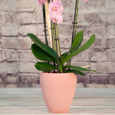 KERAMIK ORCHIDEENTOPF LUNA