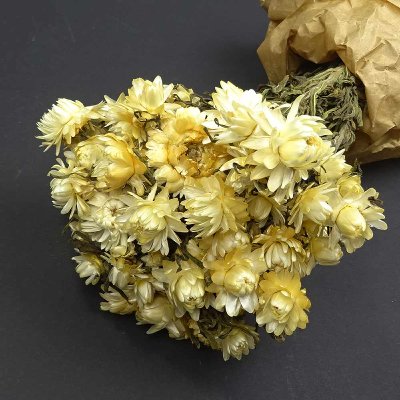 NATUR HELICHRYSUM IM PAPIER N