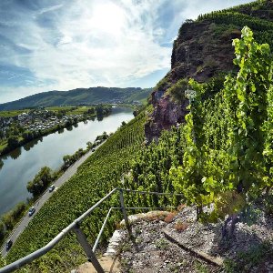 SCHMITGES MOSEL SPÄTBURGUNDER