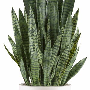 KUNST SANSEVIERIA IM TOPF L