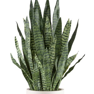 KUNST SANSEVIERIA IM TOPF L