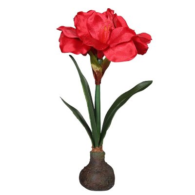 SEIDE AMARYLLIS MIT ZWIEBEL