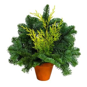 GRABTOPF 11CM NOBILIS/