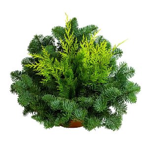 Z-SCHALE 13CM NOBILIS/